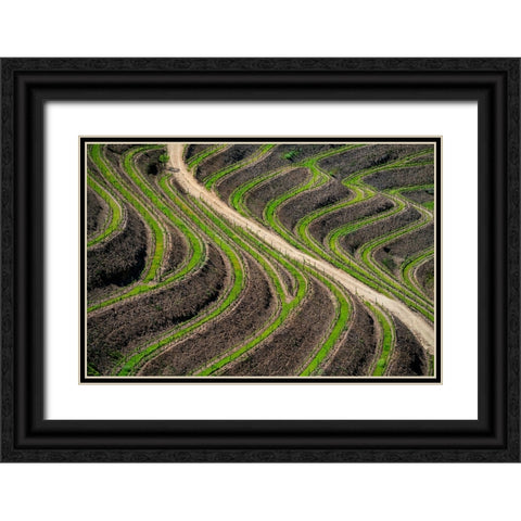 Europe-Portugal-Douro Valley-Vineyard patterns Black Ornate Wood Framed Art Print with Double Matting by Jaynes Gallery
