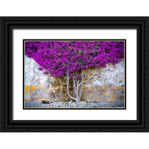 Europe-Portugal-Obidos-Bougainvillea plant on house wall Black Ornate Wood Framed Art Print with Double Matting by Jaynes Gallery