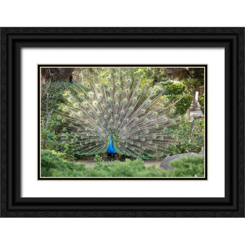 Lisbon- Portugal. Castelo Sao Jorge. Peacocks reside on the castle grounds Black Ornate Wood Framed Art Print with Double Matting by McRoberts, Julien