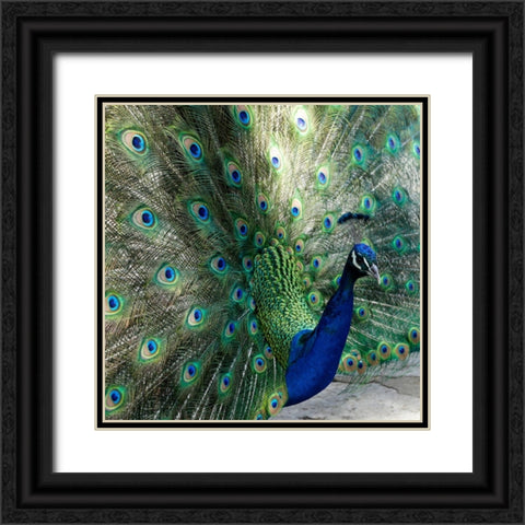 Lisbon- Portugal. Castelo Sao Jorge. Peacocks reside on the castle grounds Black Ornate Wood Framed Art Print with Double Matting by McRoberts, Julien