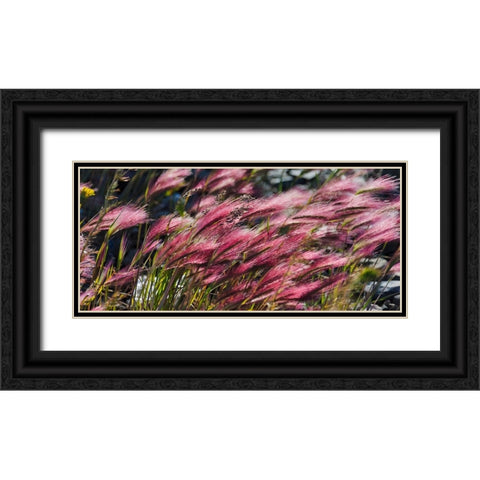 Wild barley-Hardeuom-Anadyr-Chukotka Autonomous Okrug-Russia Black Ornate Wood Framed Art Print with Double Matting by Su, Keren