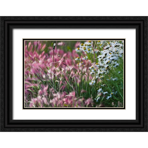 Wild barley-Hardeuom-Anadyr-Chukotka Autonomous Okrug-Russia Black Ornate Wood Framed Art Print with Double Matting by Su, Keren