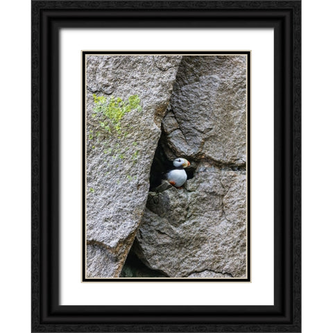Horned Puffin-Fratercula comiculata-Cape Archen-Bering Sea-Russian Far East Black Ornate Wood Framed Art Print with Double Matting by Su, Keren