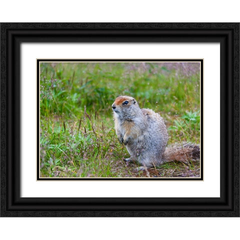 Ground squirrel-Chukchi Peninsula-Russian Far East Black Ornate Wood Framed Art Print with Double Matting by Su, Keren