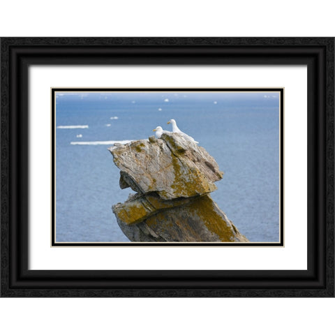 Seagulls on rock pile-Kolyuchin Island-once an important Russian Polar Research Station-Bering Sea- Black Ornate Wood Framed Art Print with Double Matting by Su, Keren