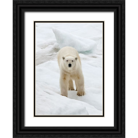 Polar Bear on ice-Bering Sea-Russia Far East Black Ornate Wood Framed Art Print with Double Matting by Su, Keren