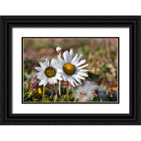 Arctic Chrysanthemum-Chrysanthemum arcticum-Cape Onman-Chukchi Sea-Russia Far East Black Ornate Wood Framed Art Print with Double Matting by Su, Keren