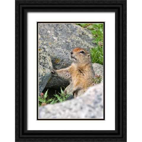 Ground squirrel-Cape Dezhnev-most eastern corner of Eurasia-Russian Far East Black Ornate Wood Framed Art Print with Double Matting by Su, Keren