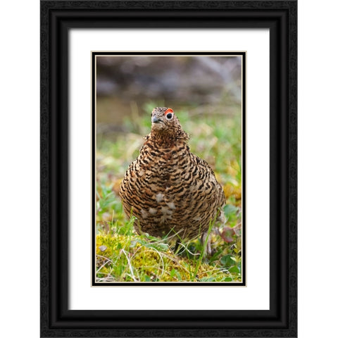 Willow grouse-willow Ptarmigan-Yttygran Island-Bering Sea-Russia Far East Black Ornate Wood Framed Art Print with Double Matting by Su, Keren