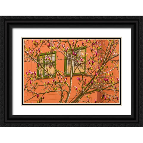 Sweden-Stockholm-Gamla Stan-Old Town-magnolia tree-spring Black Ornate Wood Framed Art Print with Double Matting by Bibikow, Walter