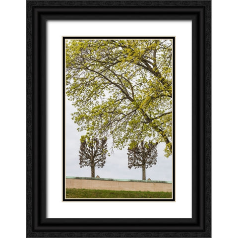 Sweden-Stockholm-trees-early spring Black Ornate Wood Framed Art Print with Double Matting by Bibikow, Walter