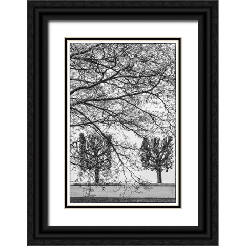 Sweden-Stockholm-trees-early spring Black Ornate Wood Framed Art Print with Double Matting by Bibikow, Walter