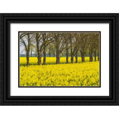 Sweden-Gotland Island-Romakloster-landscape with yellow flowers-springtime Black Ornate Wood Framed Art Print with Double Matting by Bibikow, Walter