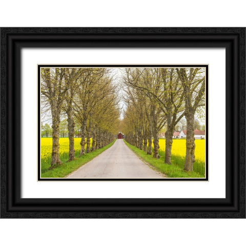 Sweden-Gotland Island-Romakloster-country road with yellow springtime flowers Black Ornate Wood Framed Art Print with Double Matting by Bibikow, Walter