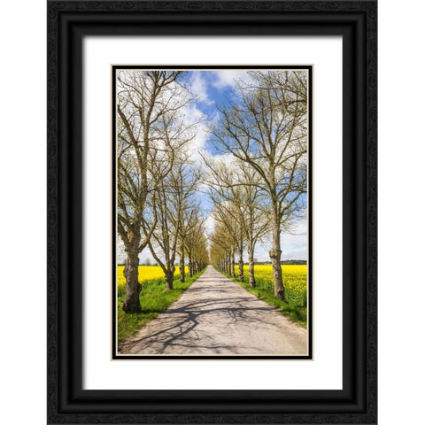 Sweden-Gotland Island-Romakloster-country road with yellow springtime flowers Black Ornate Wood Framed Art Print with Double Matting by Bibikow, Walter