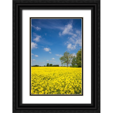 Southern Sweden-Boste lage-filed with yellow flowers-springtime Black Ornate Wood Framed Art Print with Double Matting by Bibikow, Walter