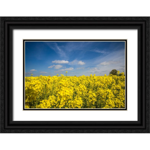 Southern Sweden-Boste lage-filed with yellow flowers-springtime Black Ornate Wood Framed Art Print with Double Matting by Bibikow, Walter