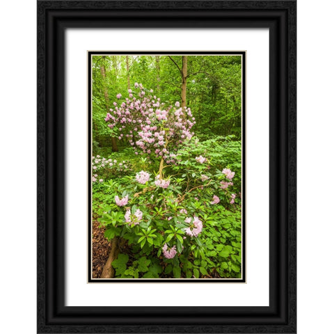 Sweden-Scania-Molle-Krapperups Slott castle-ancient home of the Gyllenstierna family-public garden- Black Ornate Wood Framed Art Print with Double Matting by Bibikow, Walter