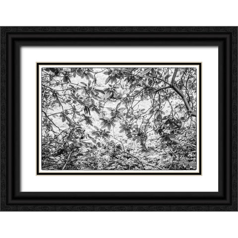 Sweden-Scania-Molle-Krapperups Slott castle-ancient home of the Gyllenstierna family-public garden- Black Ornate Wood Framed Art Print with Double Matting by Bibikow, Walter