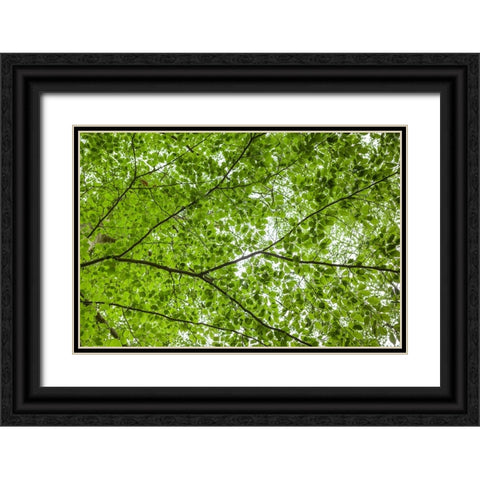 Sweden-Scania-Molle-Krapperups Slott castle-ancient home of the Gyllenstierna family-public garden- Black Ornate Wood Framed Art Print with Double Matting by Bibikow, Walter