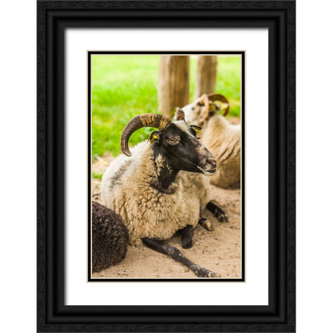 Sweden-Bohuslan-Tanumshede-goat Black Ornate Wood Framed Art Print with Double Matting by Bibikow, Walter