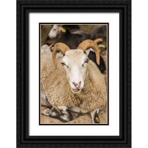 Sweden-Bohuslan-Tanumshede-goat Black Ornate Wood Framed Art Print with Double Matting by Bibikow, Walter
