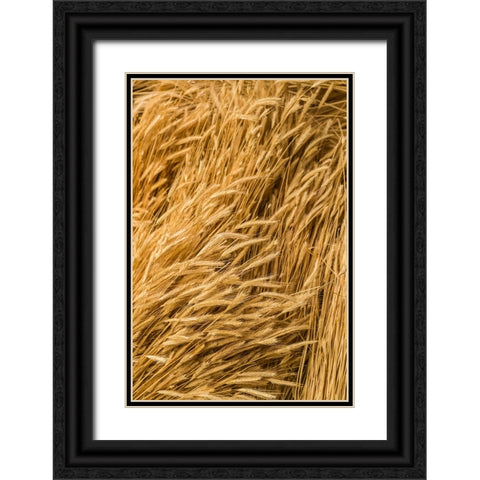 Sweden-Bohuslan-Tanumshede-cut wheat Black Ornate Wood Framed Art Print with Double Matting by Bibikow, Walter