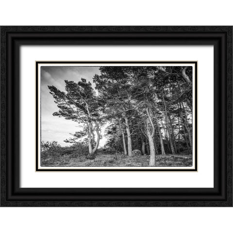 Sweden-Bohuslan-Salto Island-coastal trees Black Ornate Wood Framed Art Print with Double Matting by Bibikow, Walter