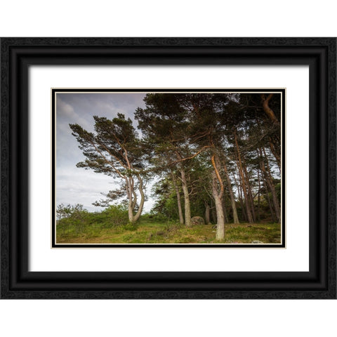 Sweden-Bohuslan-Salto Island-coastal trees Black Ornate Wood Framed Art Print with Double Matting by Bibikow, Walter