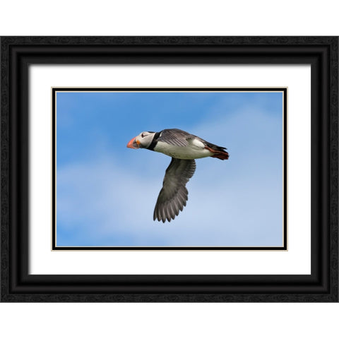 Atlantic Puffin-Fratercula arctica-flying-Northumberland-UK Black Ornate Wood Framed Art Print with Double Matting by Su, Keren