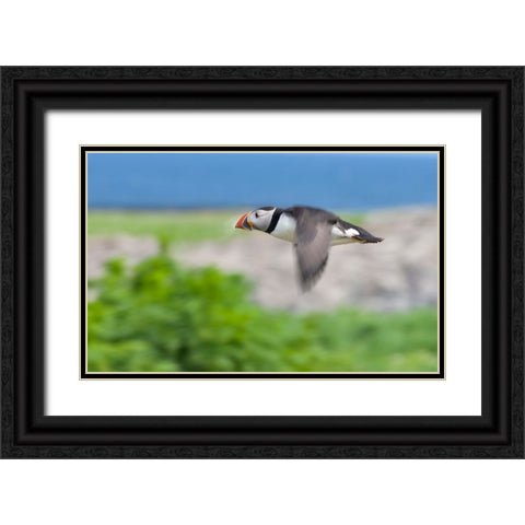 Atlantic Puffins-Fratercula arctica-flying-Northumberland-UK Black Ornate Wood Framed Art Print with Double Matting by Su, Keren