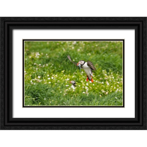 Atlantic Puffin-Fratercula arctica-flying over the meadow carrying fish in its beak-Northumberland- Black Ornate Wood Framed Art Print with Double Matting by Su, Keren