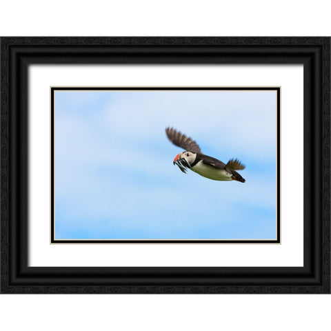 Atlantic Puffins-Fratercula arctica-flying and carrying fish in its beak-Northumberland-UK Black Ornate Wood Framed Art Print with Double Matting by Su, Keren