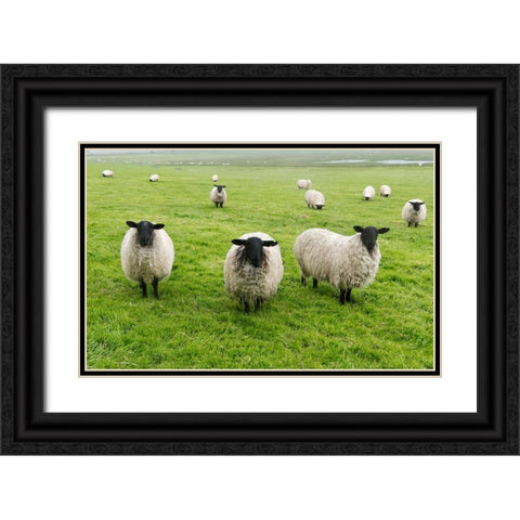 Blackface ewe-Northumberland-England-UK Black Ornate Wood Framed Art Print with Double Matting by Su, Keren