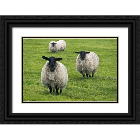 Blackface ewe-Northumberland-England-UK Black Ornate Wood Framed Art Print with Double Matting by Su, Keren