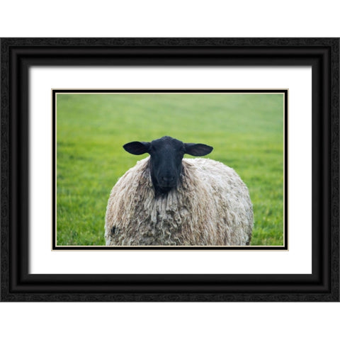 Blackface ewe-Northumberland-England-UK Black Ornate Wood Framed Art Print with Double Matting by Su, Keren