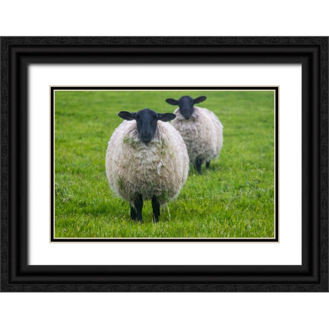 Blackface ewe-Northumberland-England-UK Black Ornate Wood Framed Art Print with Double Matting by Su, Keren
