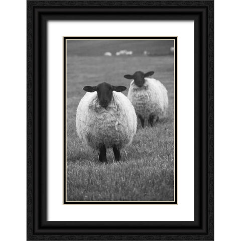 Blackface ewe-Northumberland-England-UK Black Ornate Wood Framed Art Print with Double Matting by Su, Keren