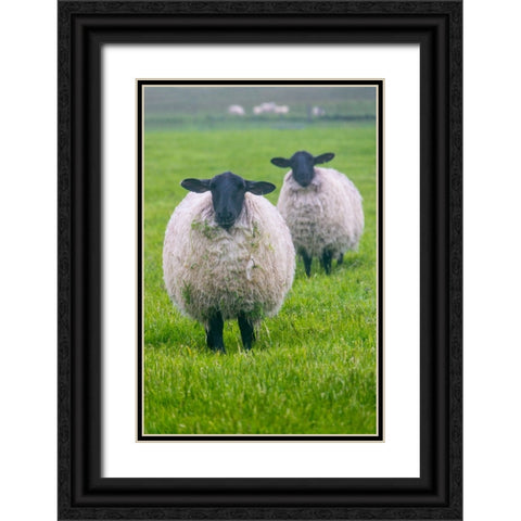 Blackface ewe-Northumberland-England-UK Black Ornate Wood Framed Art Print with Double Matting by Su, Keren