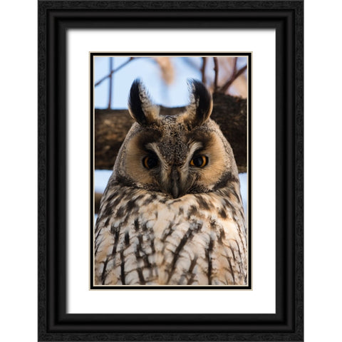 Long-eared owl-Asio otus-Kikinda-Serbia Black Ornate Wood Framed Art Print with Double Matting by Pitamitz, Sergio