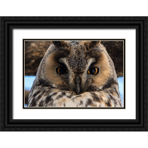 Long-eared owl-Asio otus-Kikinda-Serbia Black Ornate Wood Framed Art Print with Double Matting by Pitamitz, Sergio