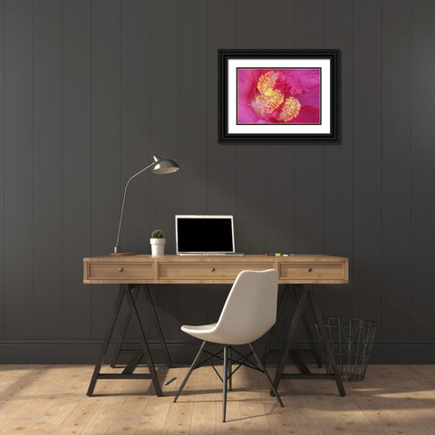 Hibiscus Flower Black Ornate Wood Framed Art Print with Double Matting by Jones, Adam