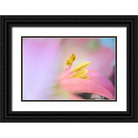 Pink lily flower Black Ornate Wood Framed Art Print with Double Matting by Jones, Adam