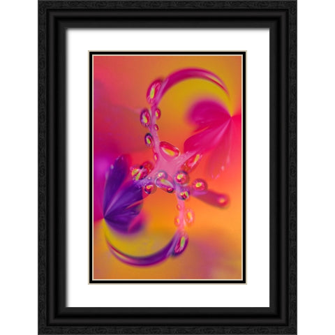 Close-up of flower reflected in waterdrop Black Ornate Wood Framed Art Print with Double Matting by Jones, Adam