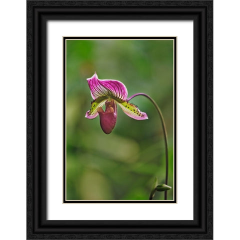 Lady slipper Orchid Black Ornate Wood Framed Art Print with Double Matting by Jones, Adam
