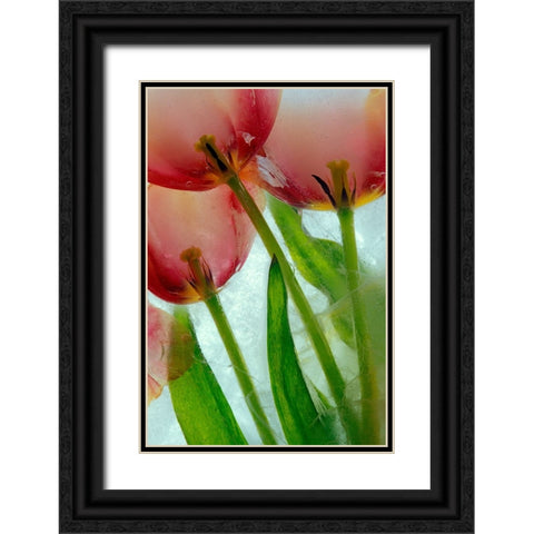 Tulips in ice Black Ornate Wood Framed Art Print with Double Matting by Jaynes Gallery
