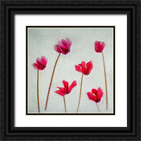 Cyclamen flowers in ice Black Ornate Wood Framed Art Print with Double Matting by Jaynes Gallery