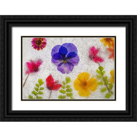 Mixed flowers in ice Black Ornate Wood Framed Art Print with Double Matting by Jaynes Gallery