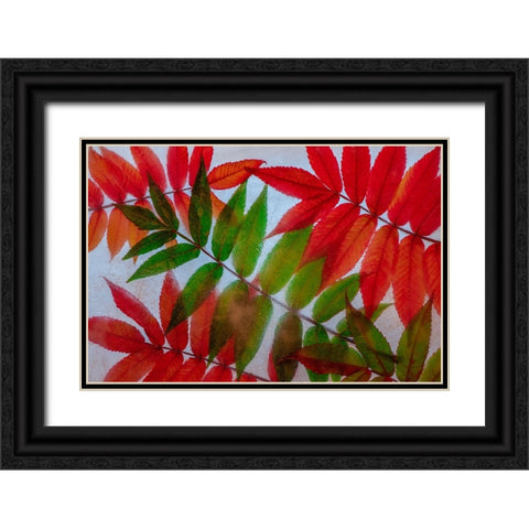 Red and green leaves in ice Black Ornate Wood Framed Art Print with Double Matting by Jaynes Gallery