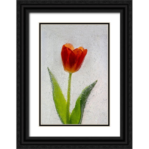 Tulip in ice Black Ornate Wood Framed Art Print with Double Matting by Jaynes Gallery